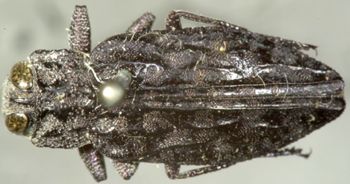 Media type: image;   Entomology 8115 Aspect: habitus dorsal view